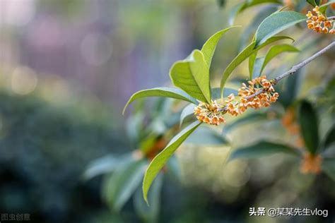 門前種桂花|門前種桂花樹的風水：如何利用植物的能量來提升家居運勢【門前。